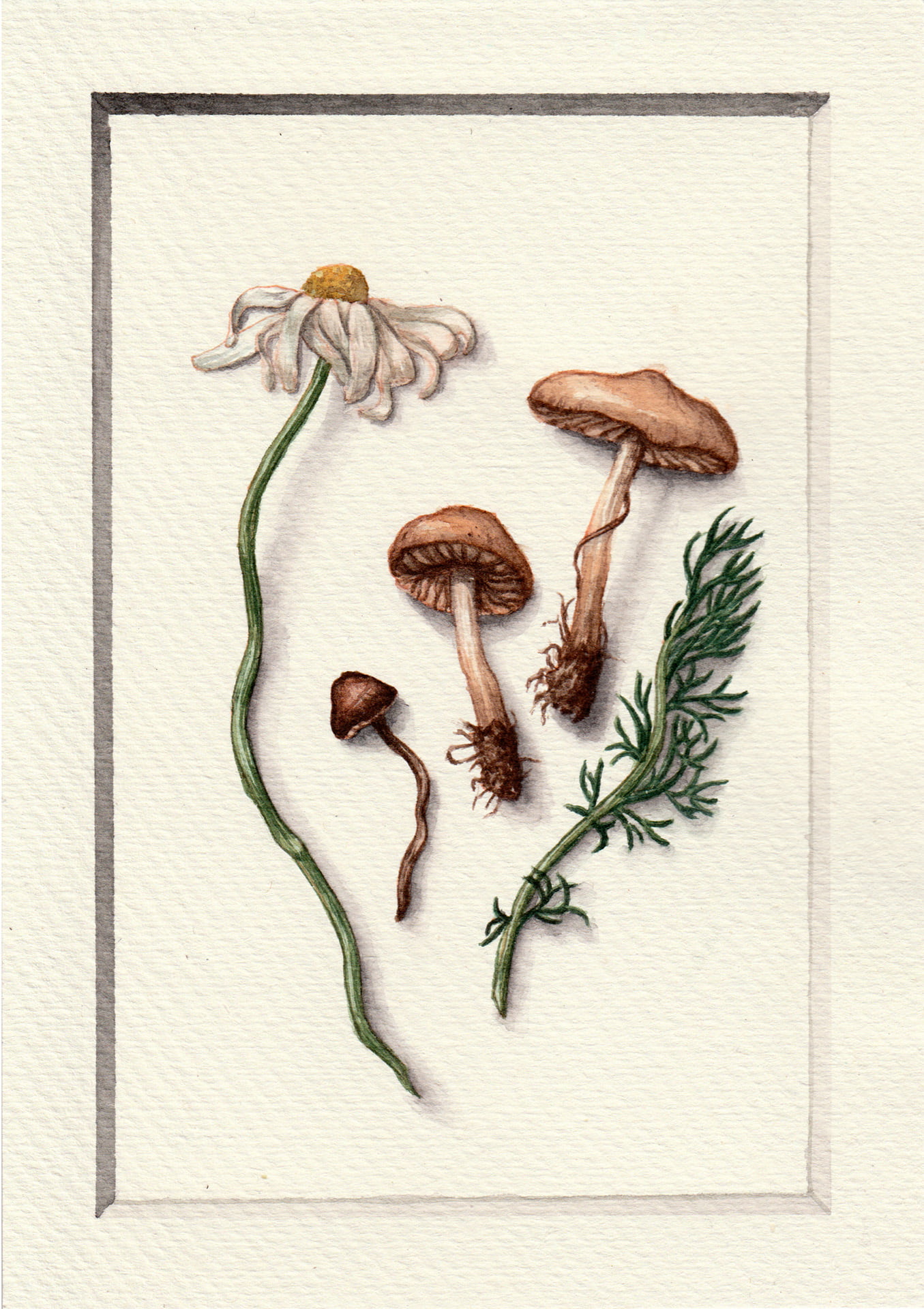 Mushrooms and plants Illustration, watercolours