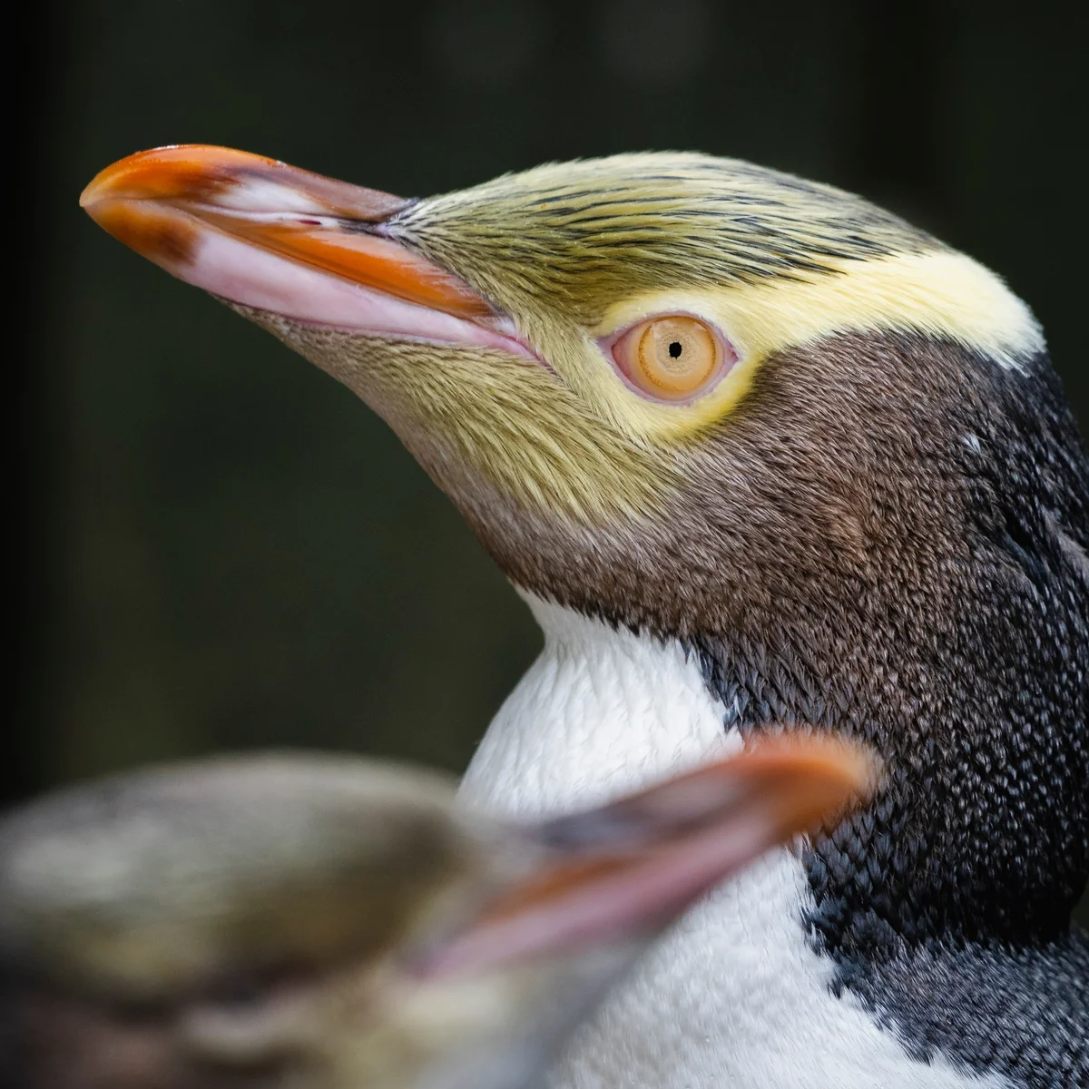 HOIHO — Yellow-eyed penguin detail