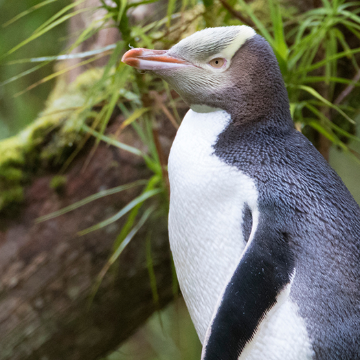 HOIHO penguin watercolour workshop