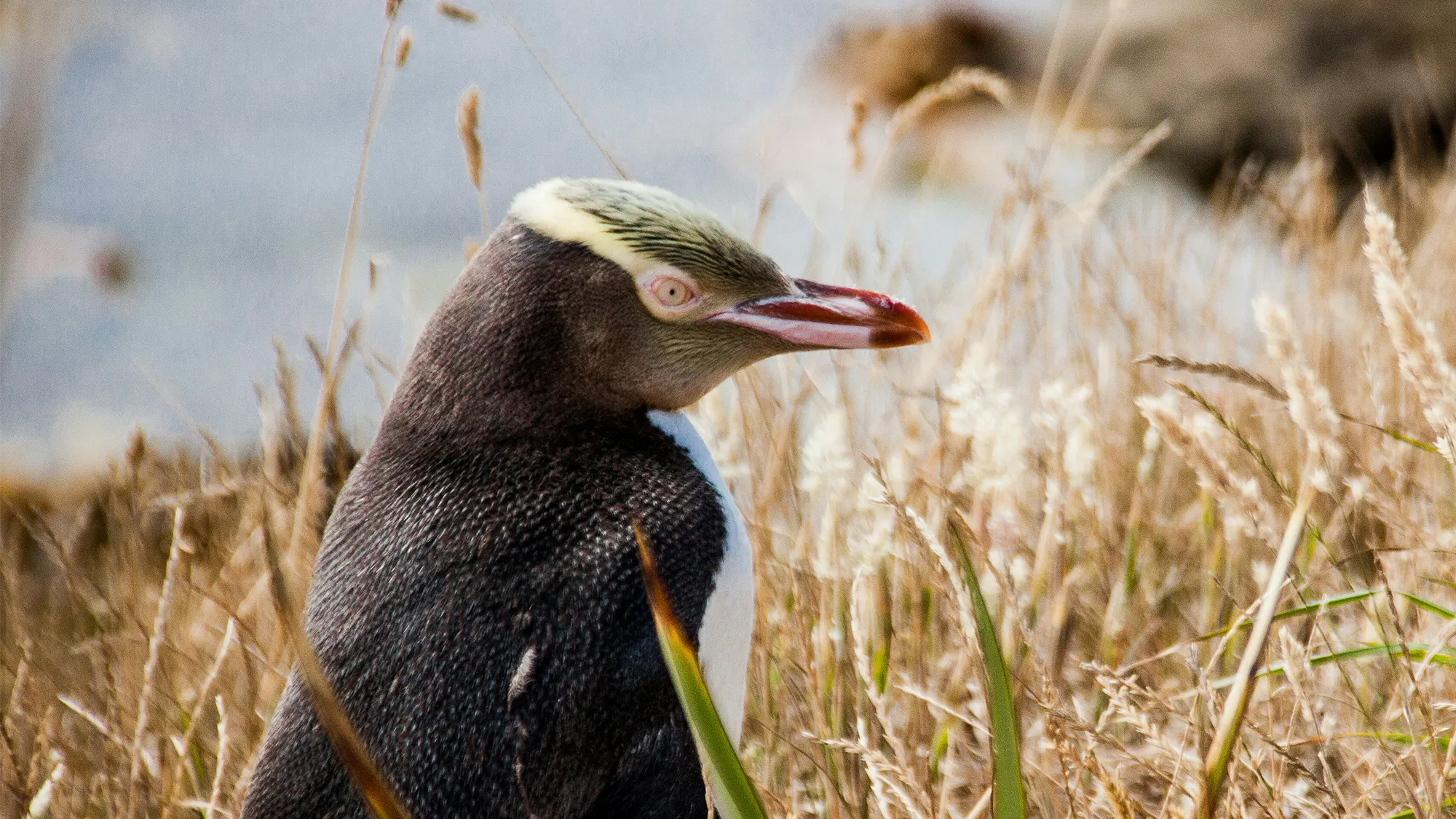 Hoiho, the yellow-eyed penguin - full-day watercolour workshop in Dunedin