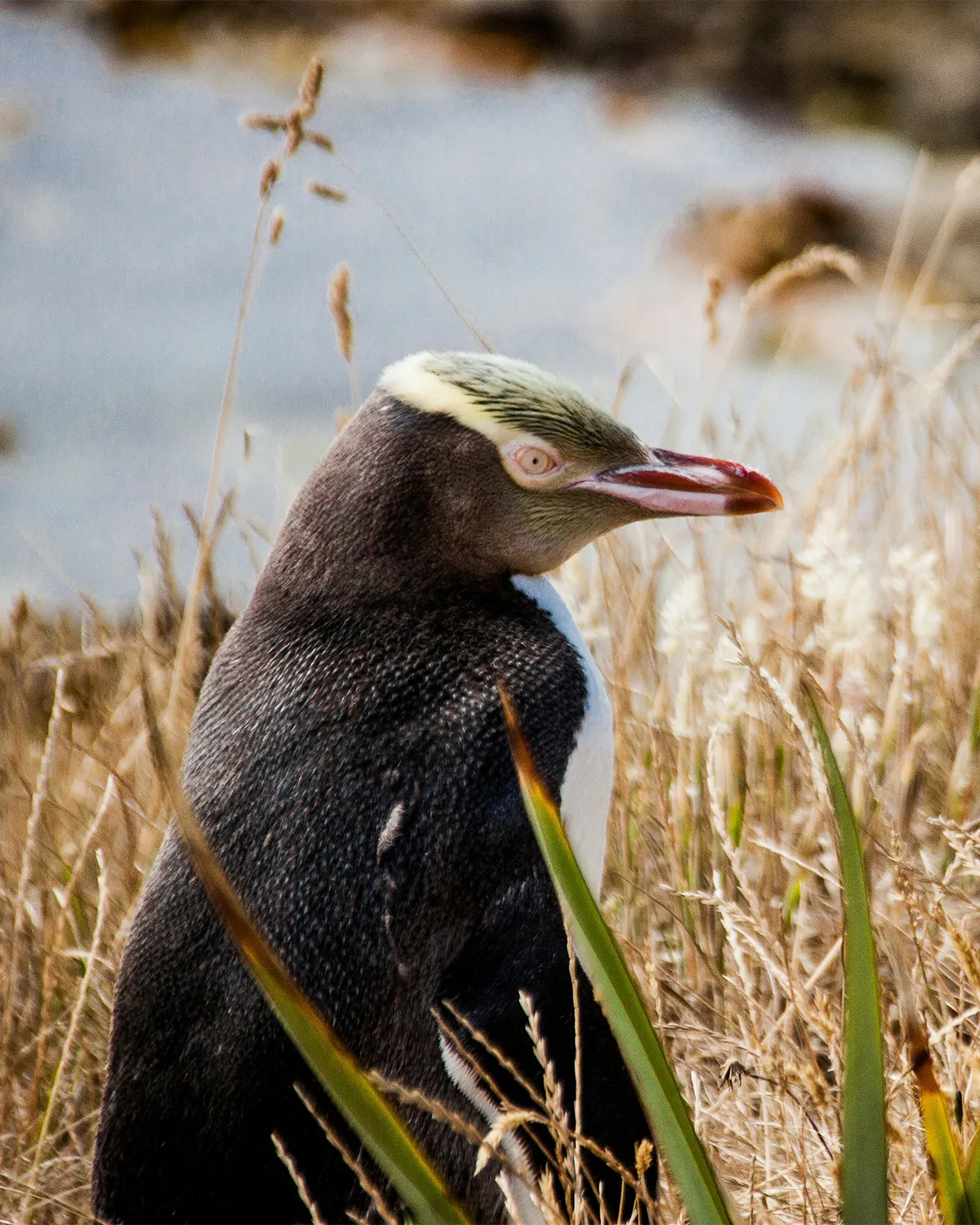 Watercolour of a hoiho, the yellow-eyed penguin, by Kasia Hebda