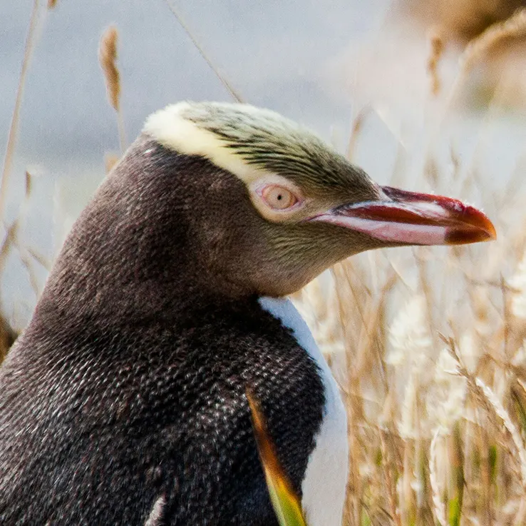 Hoiho, the yellow-eyed penguin