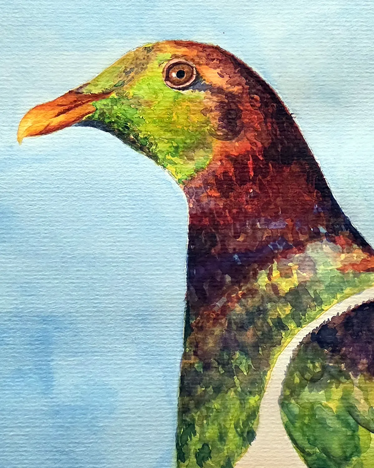 Kererū watercolour study