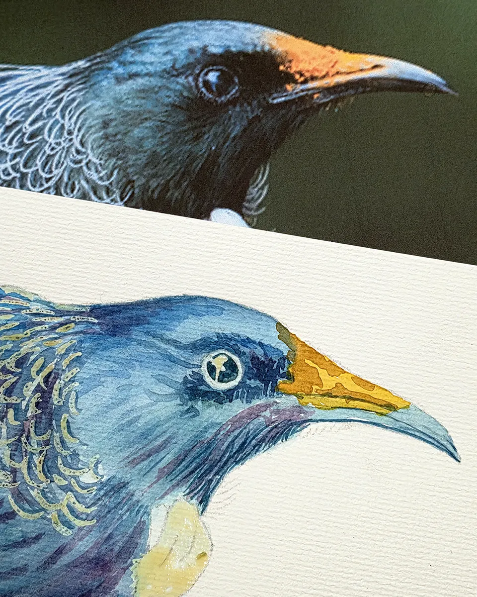 Tūī watercolour study from the NZ Birds Watercolour Course