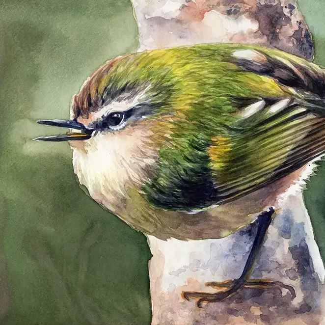 Rifleman / Titipounamu - Birds of Aotearoa watercolour painting