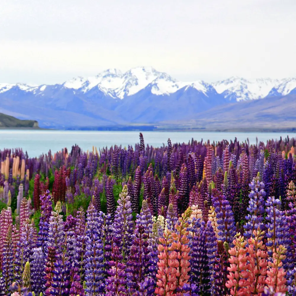 Lupins by the lake - Paint and Nibble painting night