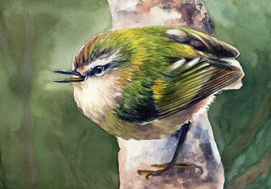 Rifleman (tītipounamu) watercolour by Kasia Hebda